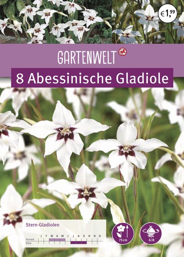 Bild 1 von GARTENWELT Abbessinische Gladiolen