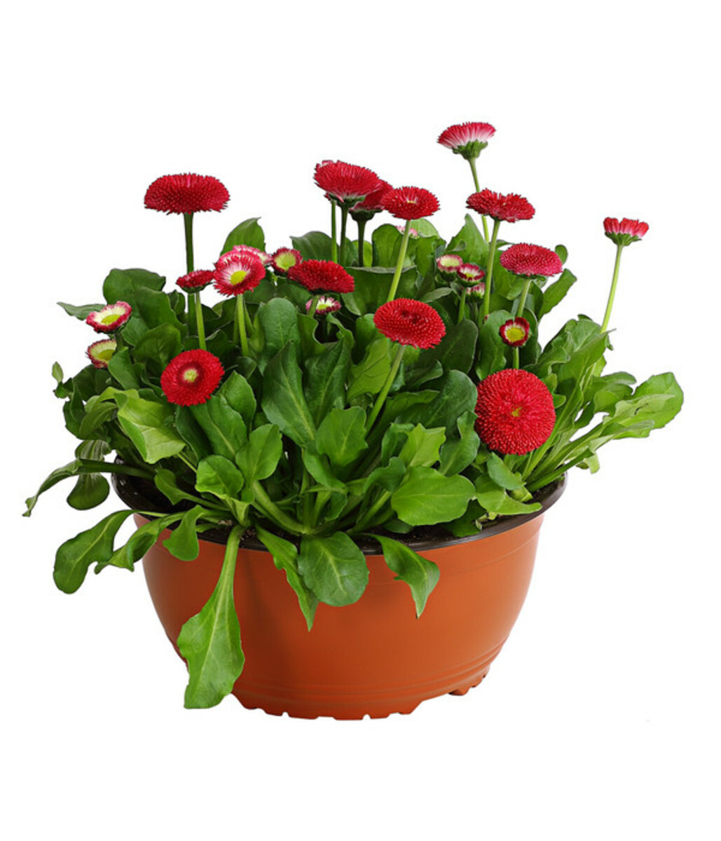 Bild 2 von Gänseblümchen in Schale, verschiedene Farben