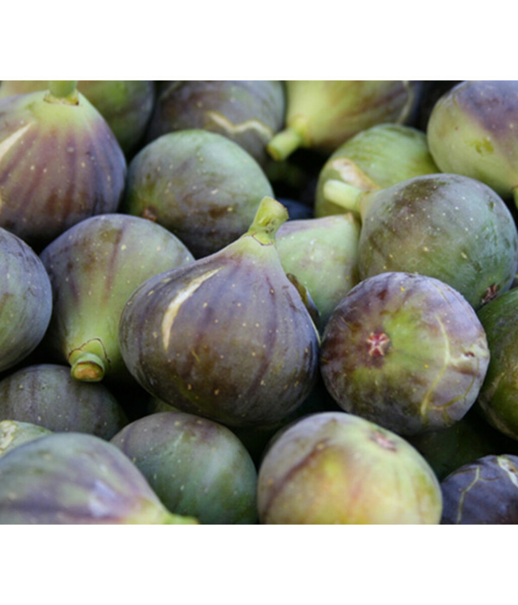 Bild 1 von Feige 'Madeleine'