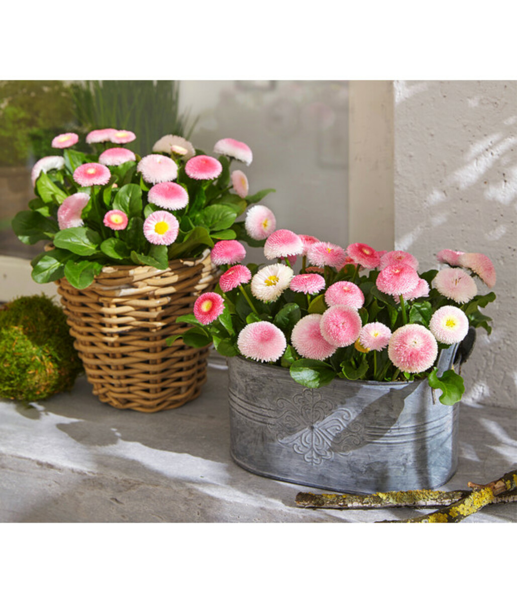 Bild 4 von Gänseblümchen in Schale, verschiedene Farben