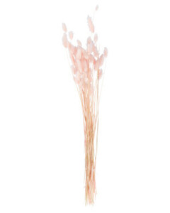 Trockenblumen Samtgras, ca. 62 cm, rosa