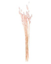 Bild 1 von Trockenblumen Samtgras, ca. 62 cm, rosa