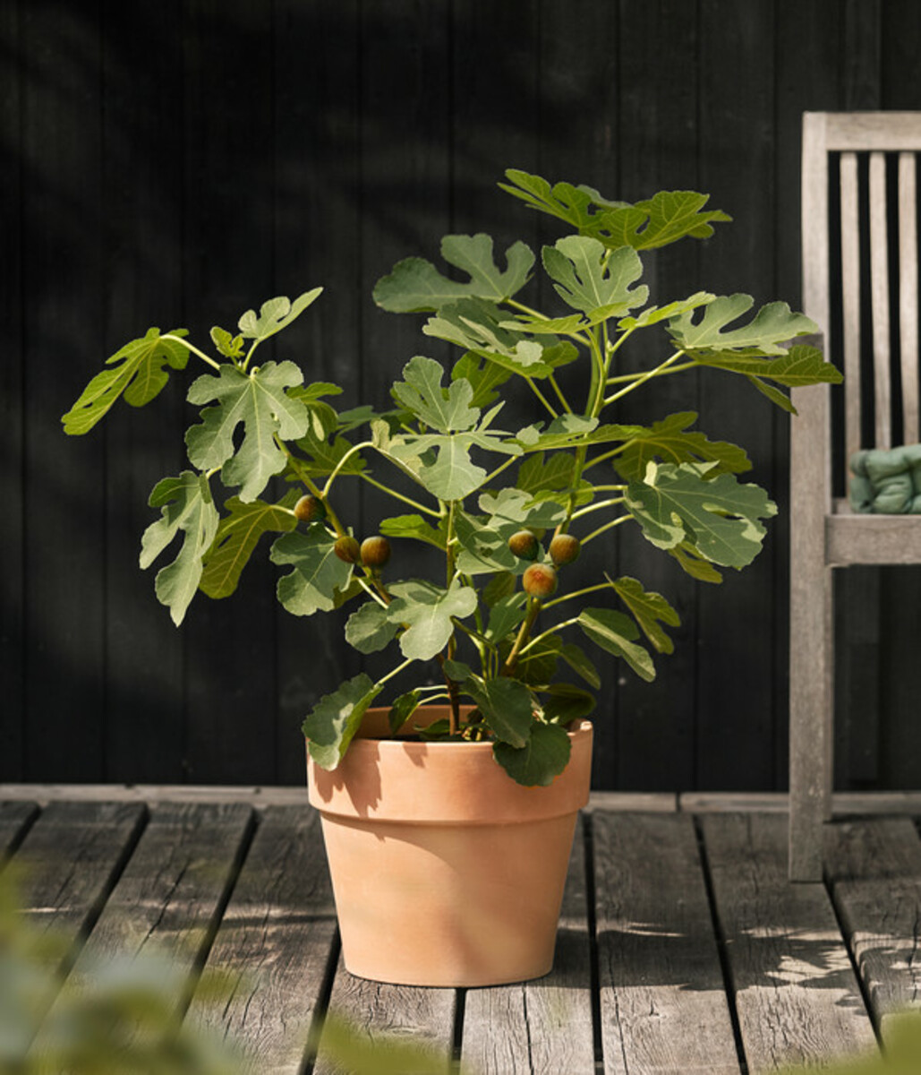 Bild 3 von Feige 'Madeleine'