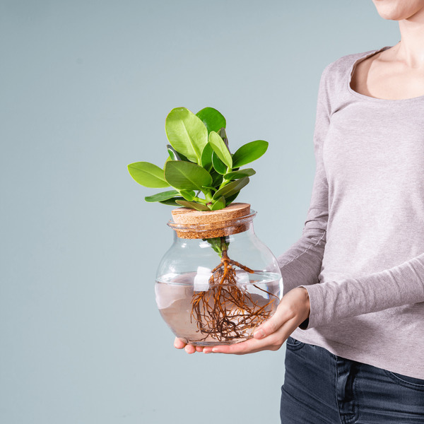 Waterplant Balsamapfel 'Rosea' im Glas im Angebot Aktuelle Preise