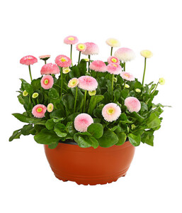 Gänseblümchen in Schale, verschiedene Farben