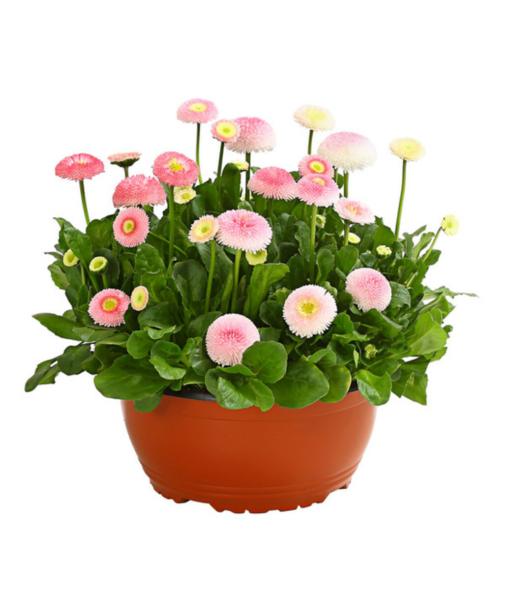 Bild 1 von Gänseblümchen in Schale, verschiedene Farben