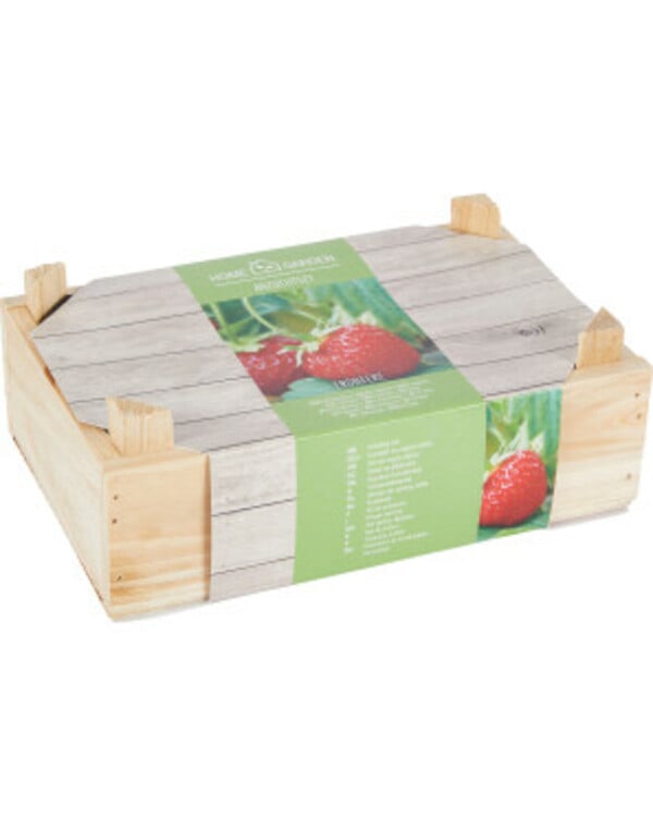 Bild 1 von Anzuchtset Erdbeeren, in Kiste, naturfarben