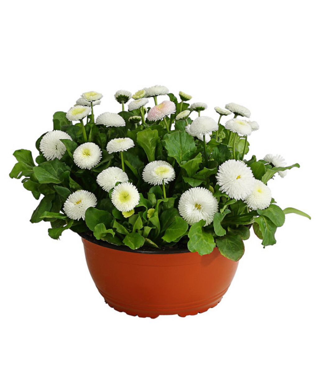 Bild 3 von Gänseblümchen in Schale, verschiedene Farben