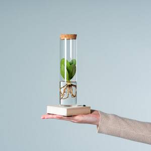 Waterplant Balsamapfel 'Rosea' im Reagenzglas mit LED