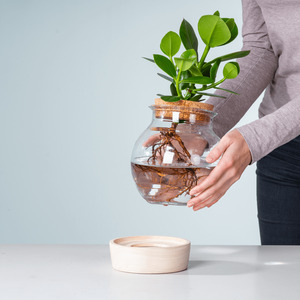 Waterplant Balsamapfel 'Rosea' im Glas mit LED und Korkdeckel