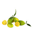 Bild 3 von Limette 'Limequat'