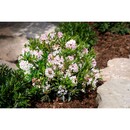 Bild 1 von Rhododendron "Bloombux®" Rosa Höhe ca. 5 - 10 cm Topf ca. 2 l Rhododendron