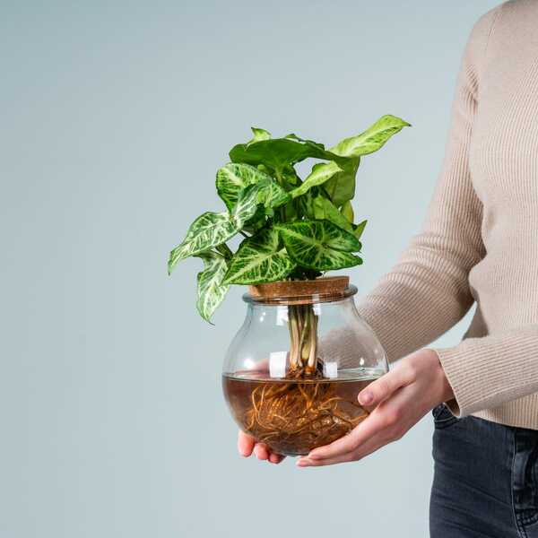 Waterplant Syngonium 'Pixi' im Glas von Blume2000 für 38,99 € ansehen!