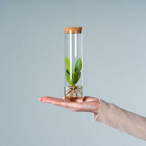 Waterplant Balsamapfel 'Rosea' im Reagenzglas