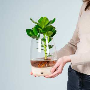 Waterplant Balsamapfel 'Rosea' im Glas mit LED