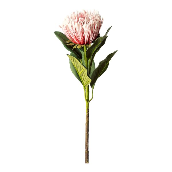 Bild 1 von Protea ca. 65cm