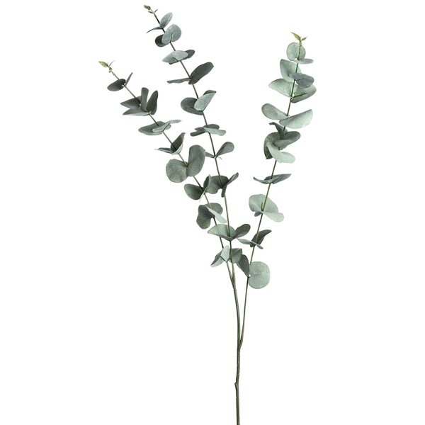 Bild 1 von Zweig EUKALYPTUS ca.100cm, grün