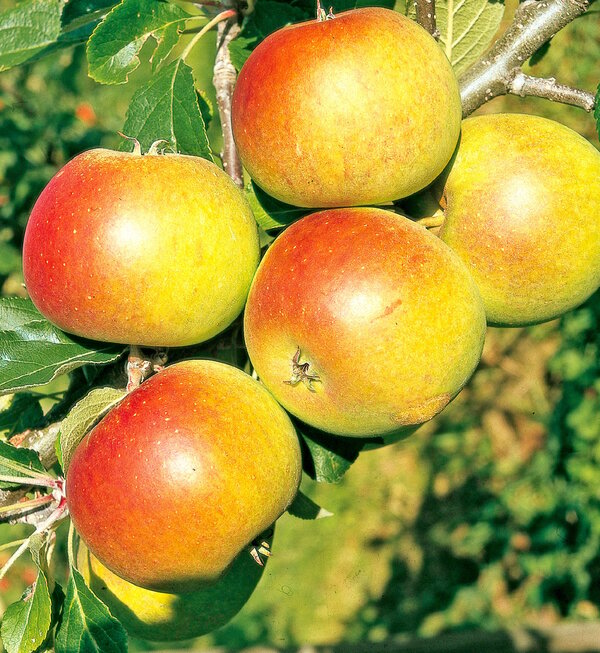 Bild 1 von Säulenobstbaum Apfel