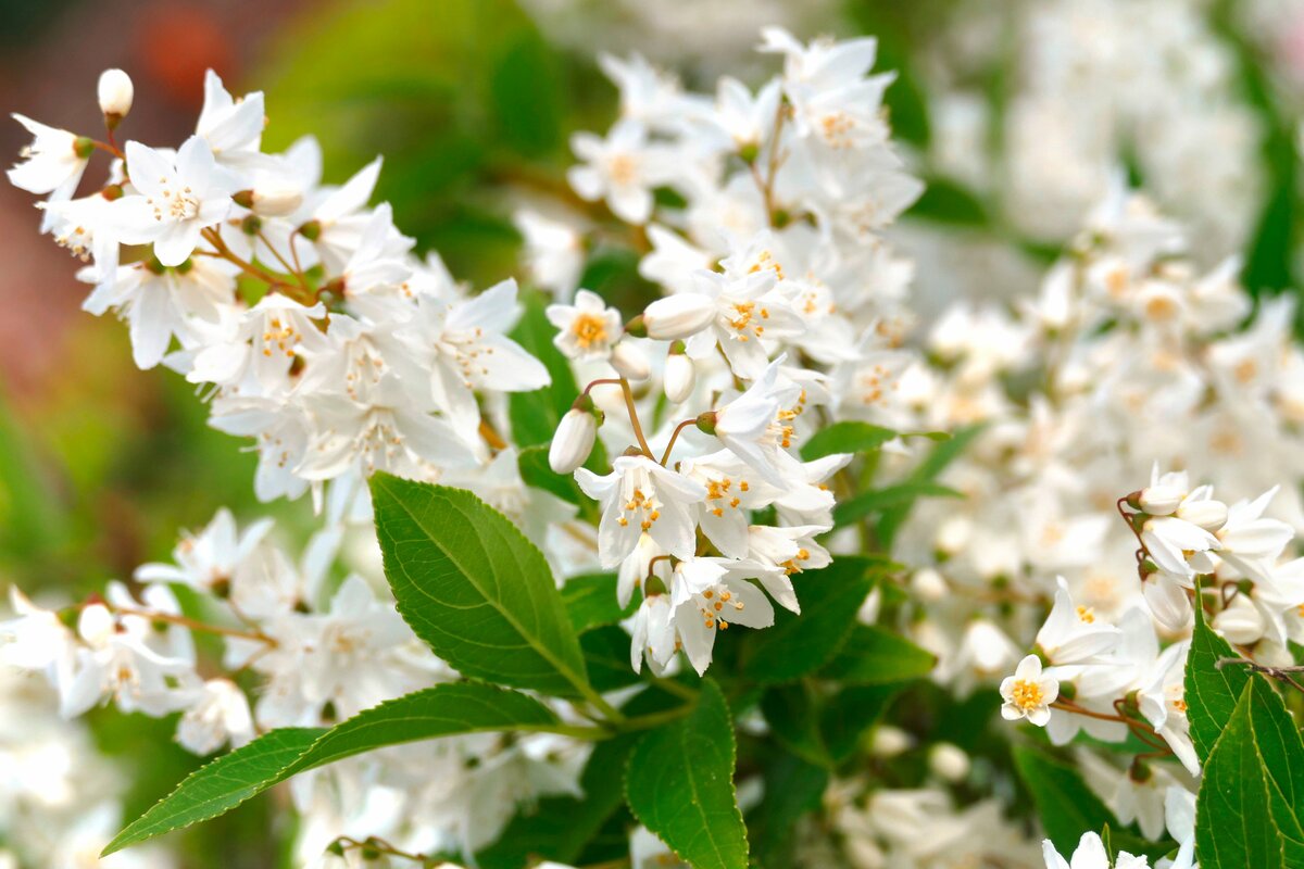 Bild 1 von Deutzia Gracilis Maiblumenstrauch