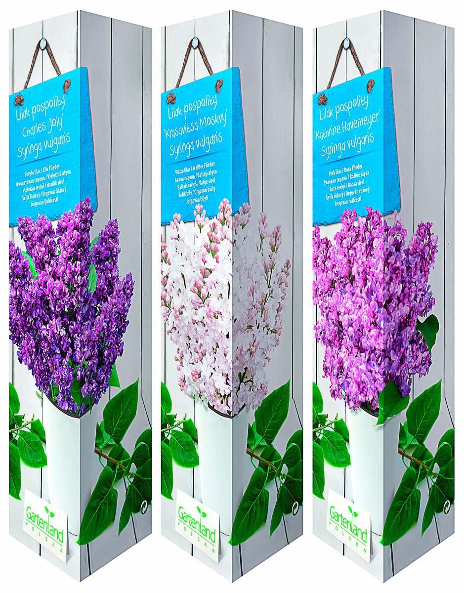 Bild 1 von Flieder Syringa vulgaris