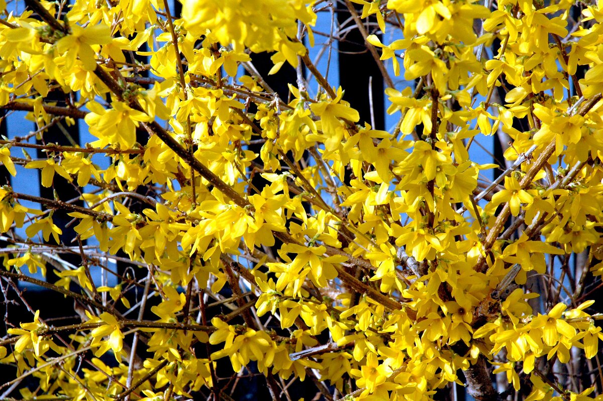 Bild 1 von Forsythie 'Lynwood Gold'