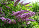 Bild 1 von Sommerflieder 'Buddleja davidii“