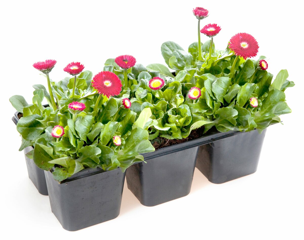Bild 1 von Bellis 6 Pflanzen im Tray