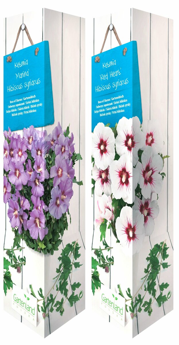 Bild 1 von Hibiscus oder Buddleja