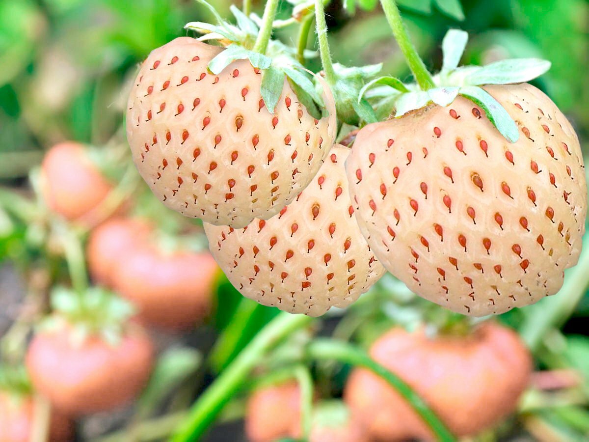 Bild 1 von Ananas-Erdbeeren im 9 cm Topf