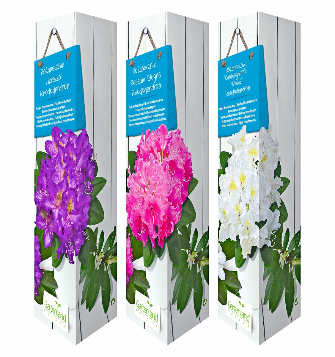 Bild 1 von Rhododendron versch. Farben