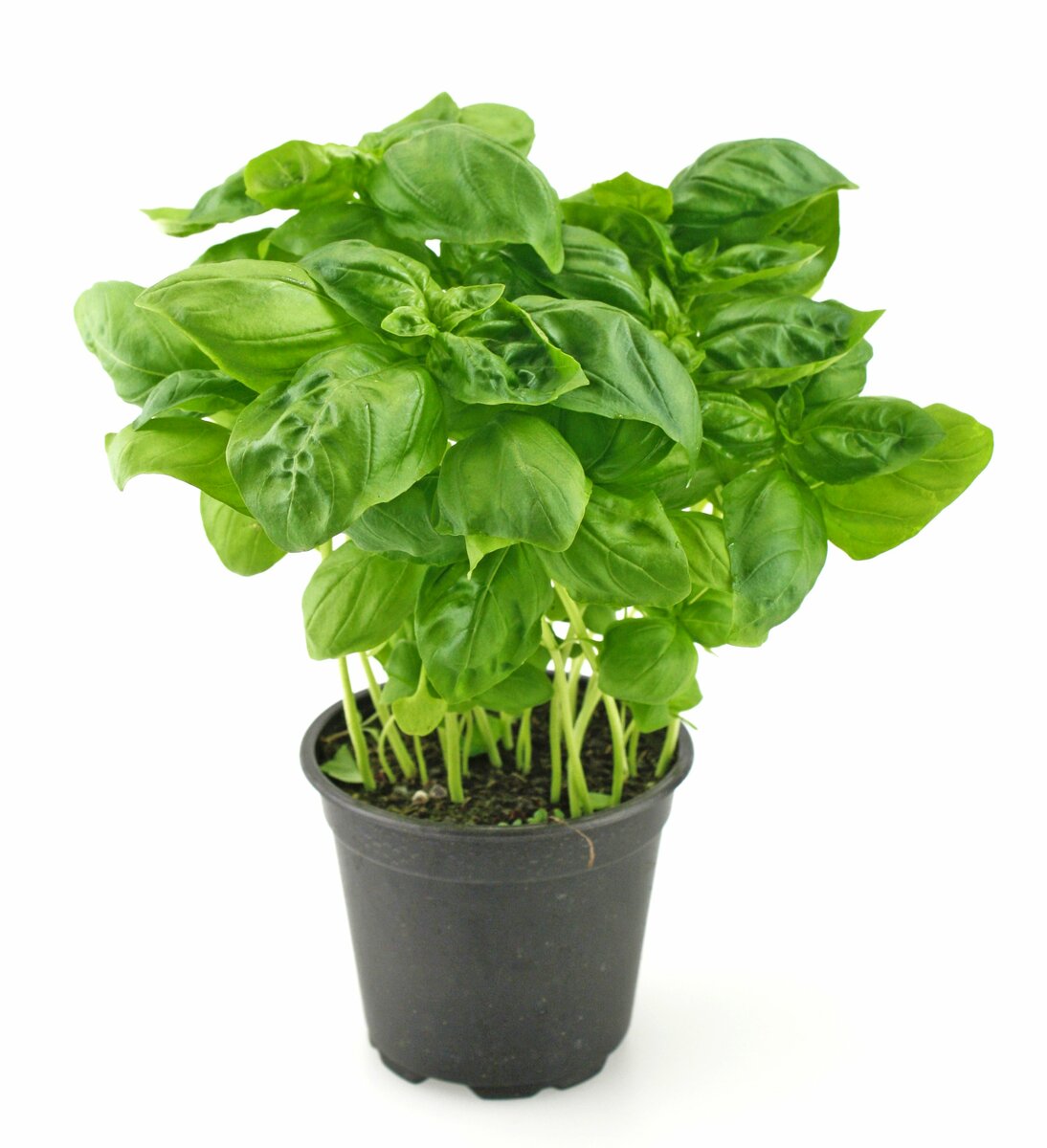 Bild 1 von Küchenkräuter im 13 cm Topf