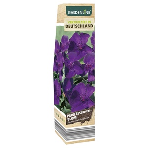 GARDENLINE Premium-Beetpflanze