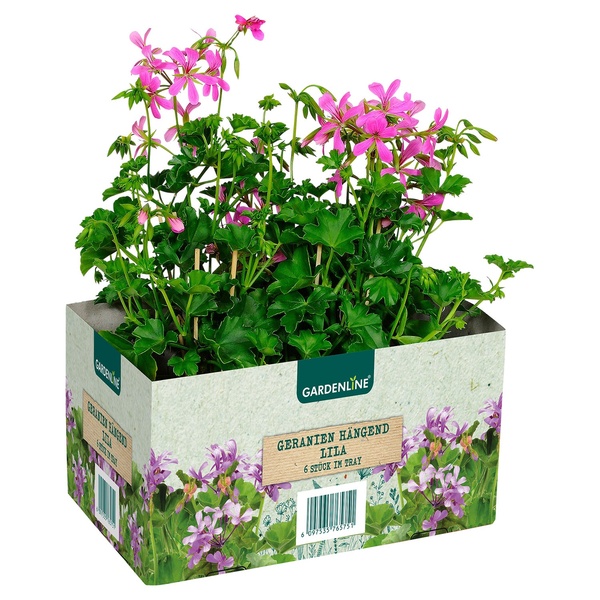 GARDENLINE Beet und Balkonpflanzen, 6erTray von ALDI SÜD ansehen!