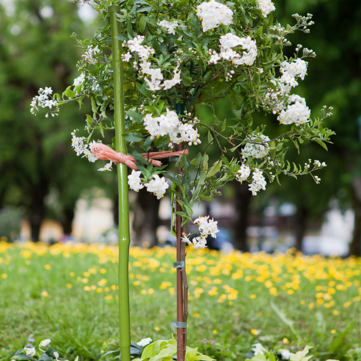 Bild 1 von Windhager Pflanzstab L: ca. 60 cm