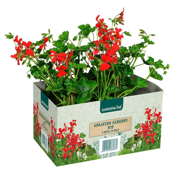 GARDENLINE Beet und Balkonpflanzen, 6erTray von ALDI SÜD ansehen!