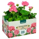 Bild 4 von GARDENLINE Beet- und Balkonpflanzen, 6er-Tray