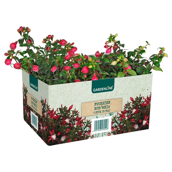 Bild 1 von GARDENLINE Beet- und Balkonpflanzen, 6er-Tray