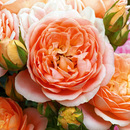 Bild 1 von Englische Rosen