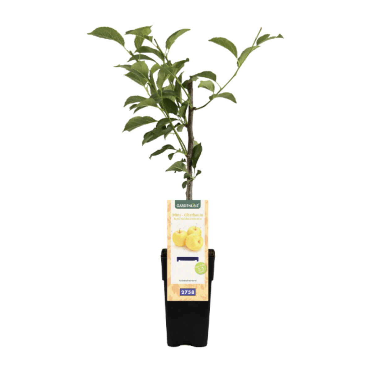 Bild 3 von GARDENLINE Mini-Obstbaum