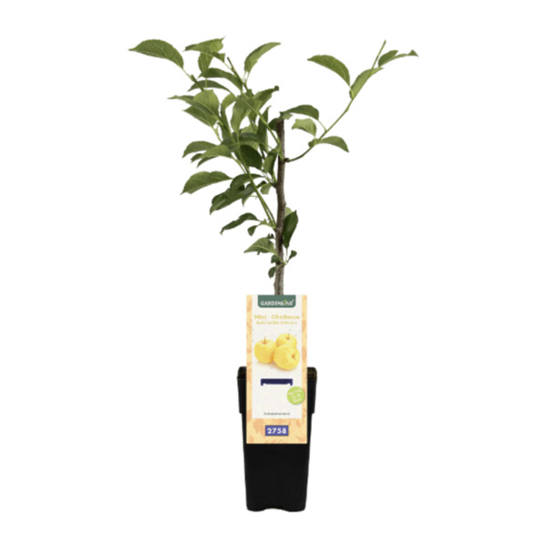 GARDENLINE MiniObstbaum von ALDI Nord ansehen!