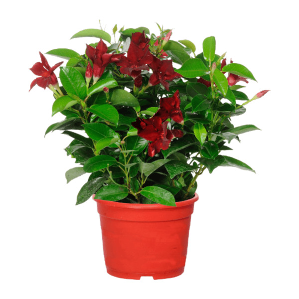 GARDENLINE Dipladenia von ALDI Nord ansehen!