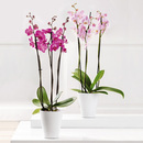 Bild 1 von Orchidee Phalaenopsis