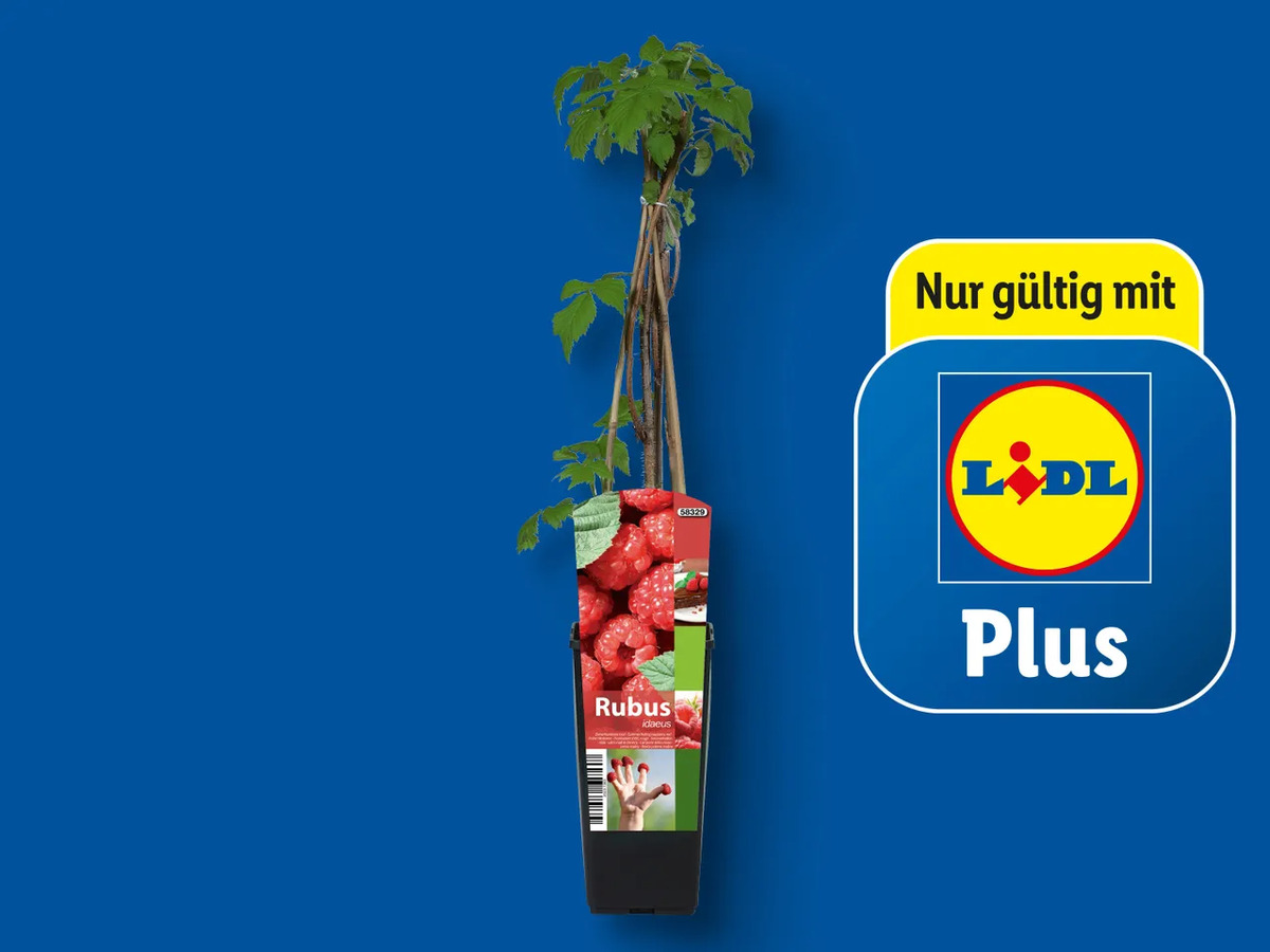 Bild 1 von Beerenstrauch, 
         Stück