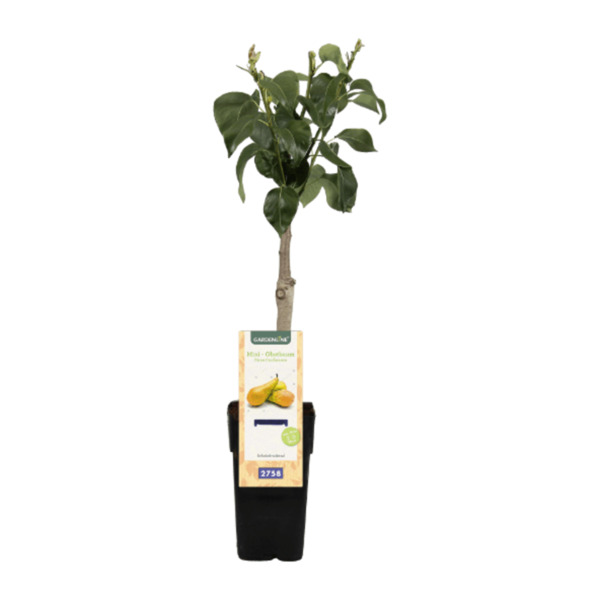 GARDENLINE MiniObstbaum von ALDI Nord für 4,99 € ansehen!