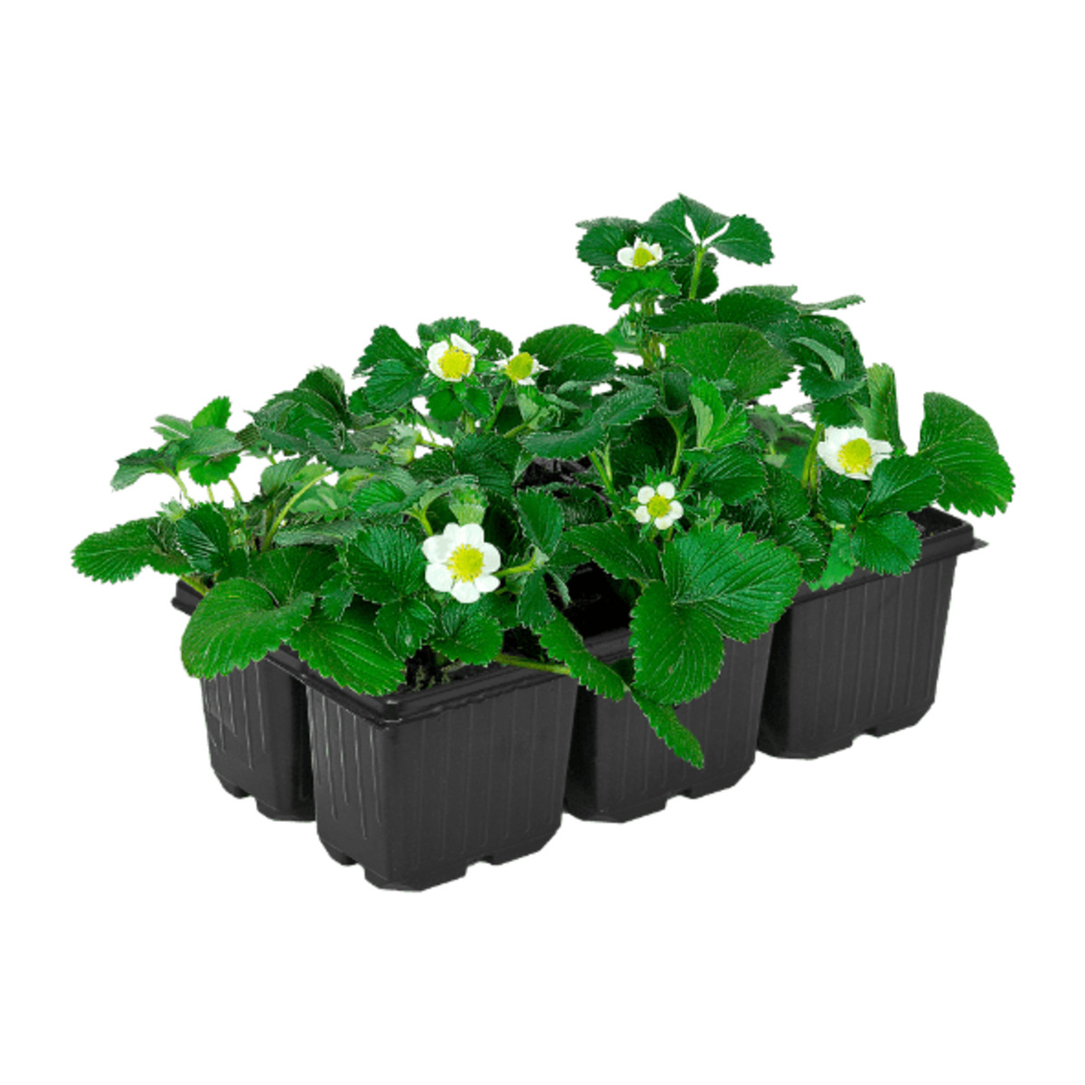 Bild 1 von GARDENLINE Erdbeerpflanze