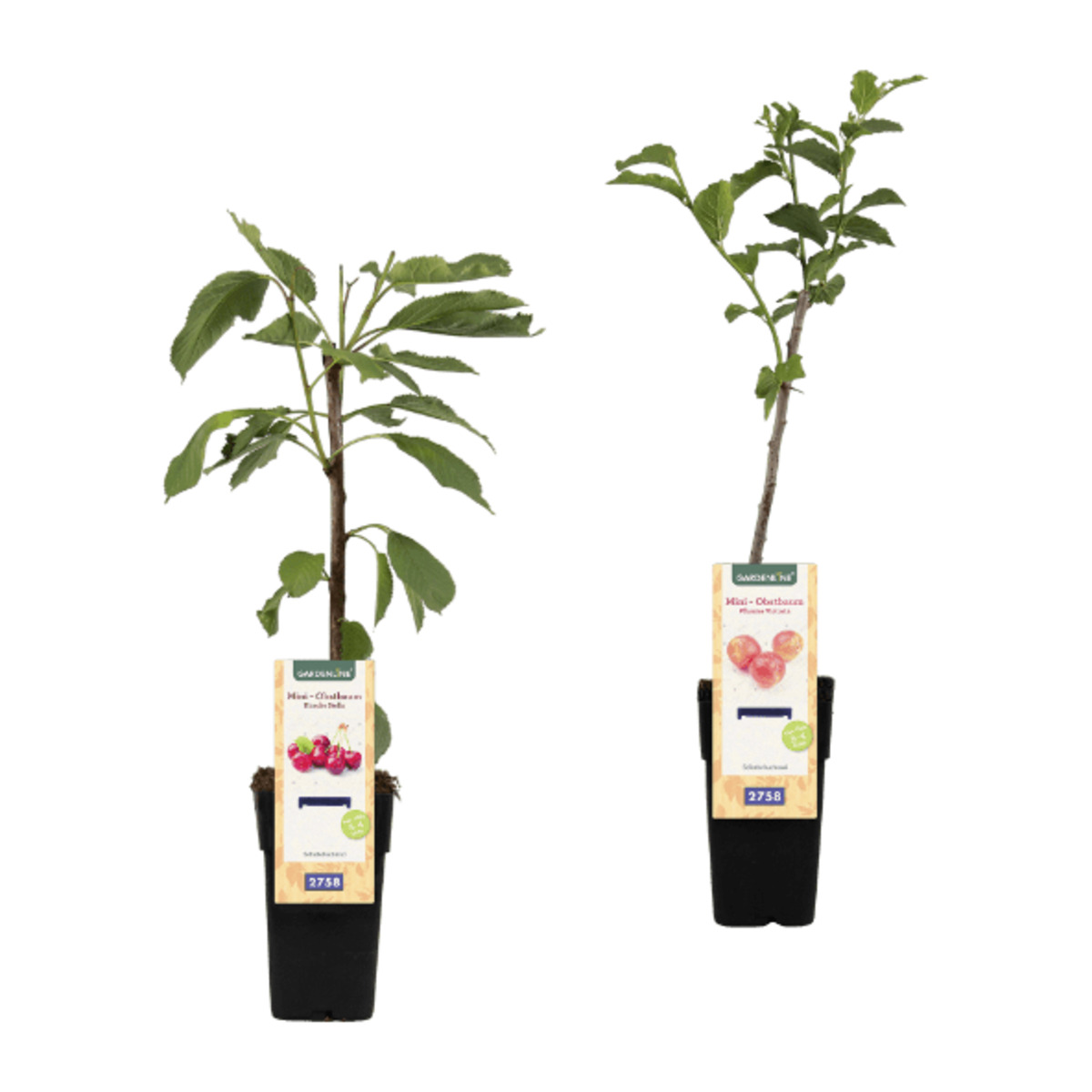 Bild 1 von GARDENLINE Mini-Obstbaum