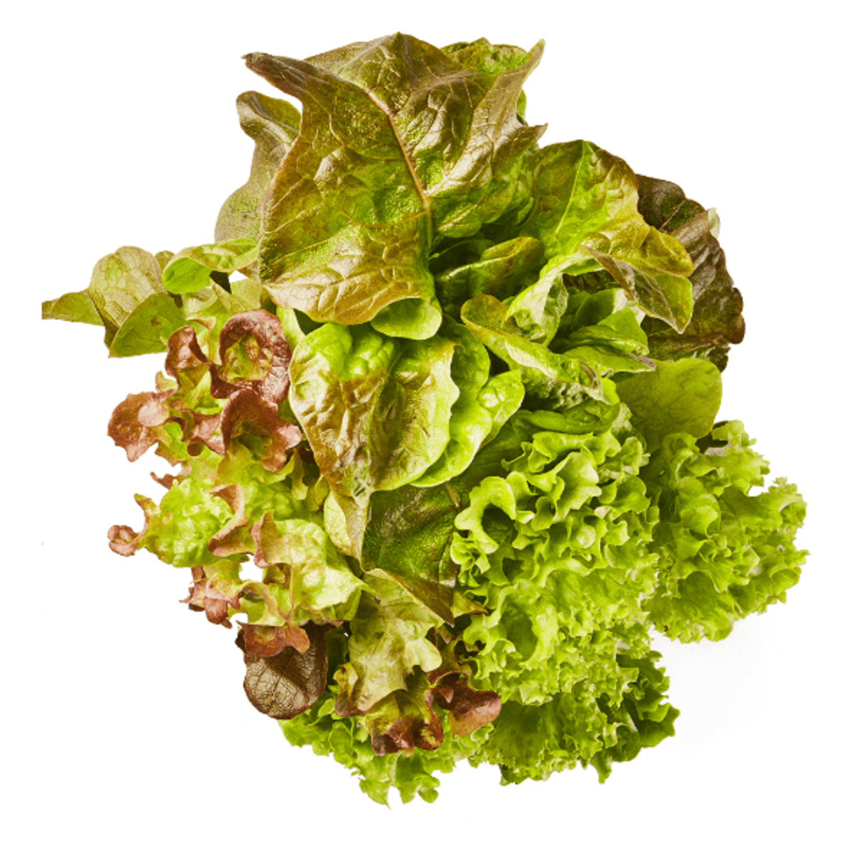 Bild 1 von Salat mit Wurzelballen