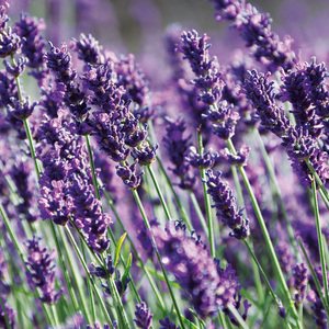Garten-Lavendel "Lavandula"