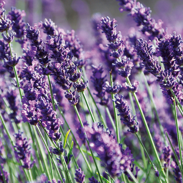 Bild 1 von Garten-Lavendel "Lavandula"