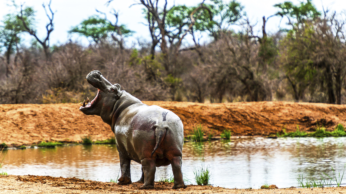Bild 1 von Südafrika - Krüger Nationalpark - Roadtrip